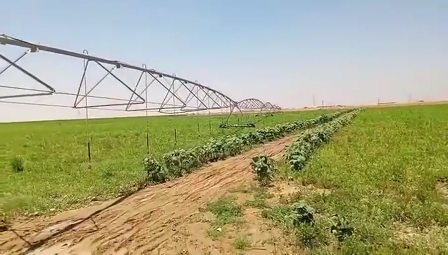 An AksuPivot machine over a young crop in Egypt, with a sand track running under the spans