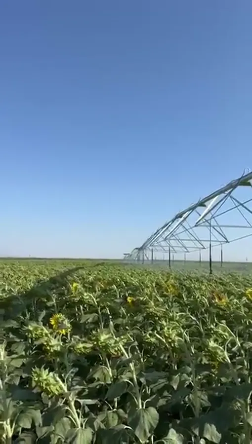 An AksuPivot machine watering a green crop in Konya